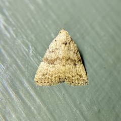 Tolpiodes oligolasia