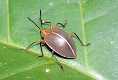 Ellipticus duponcheli