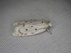 Scythropiodes leucostola