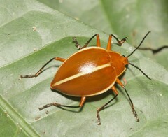 Ellipticus dorbignyi