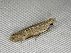 Hypatima excellentella
