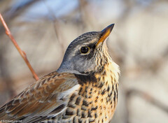 Turdus pilaris
