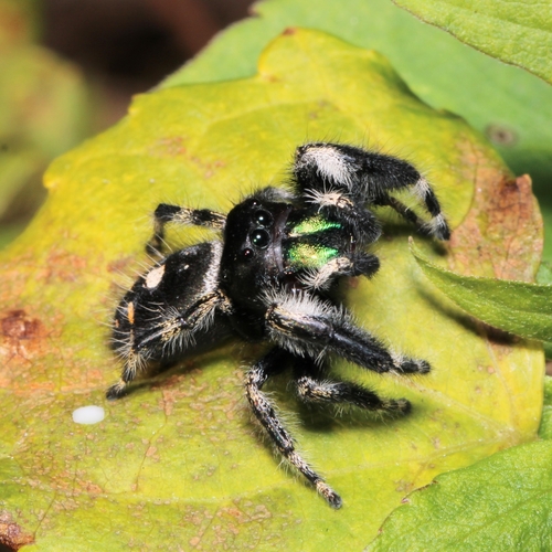 Bold Jumping Spider photographed in Maryland