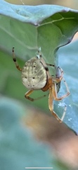 Araneus thaddeus