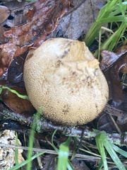 Scleroderma citrinum