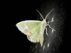 Comibaena nigromacularia