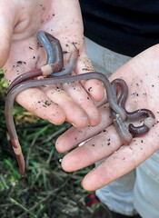 Gemascolex stirlingi