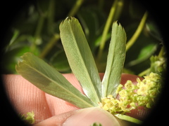Alchemilla conjuncta