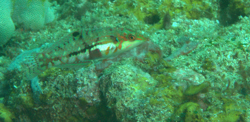 Cloud Wrasse — seen at this dive site