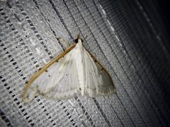 Palpita nigropunctalis