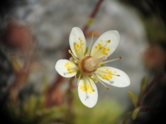 Saxifraga bryoides