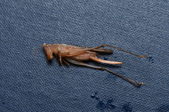 Conocephalus maculatus