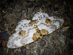 Abraxas miranda miranda