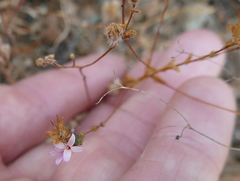 Lessingia ramulosa