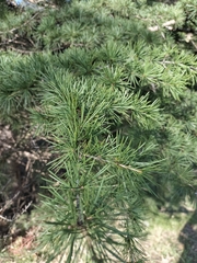 Cedrus