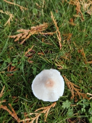 Clitocybe rivulosa