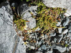 Saxifraga bryoides