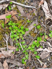Gonocarpus micranthus