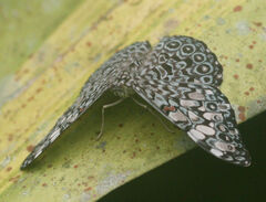 Hamadryas feronia