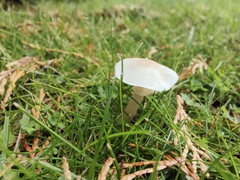 Clitocybe rivulosa