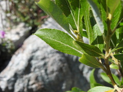 Salix laggeri