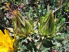 Berkheya armata