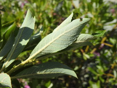 Salix laggeri