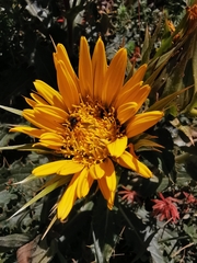 Berkheya armata