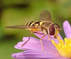 Syrphus rectus