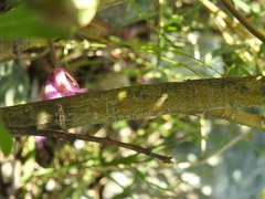 Salix laggeri
