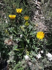 Berkheya armata