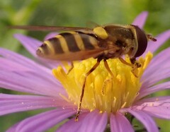 Syrphus rectus