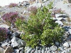 Salix laggeri