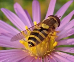 Syrphus rectus