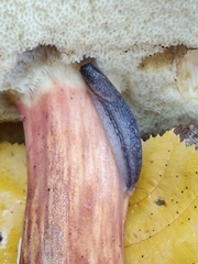 Arion hortensis