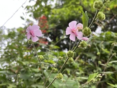 Urena procumbens