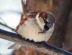 Passer domesticus