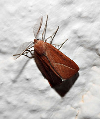 Compsoptera opacaria