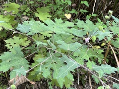 Urena procumbens