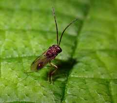 Eucharitidae