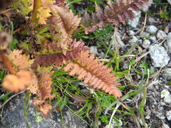 Pedicularis rostratospicata