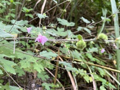 Urena procumbens