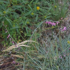 Pennellia longifolia