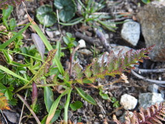 Pedicularis rostratospicata