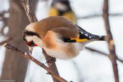 Carduelis carduelis
