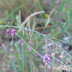 Pennellia longifolia