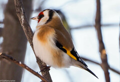 Carduelis carduelis