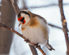 Carduelis carduelis
