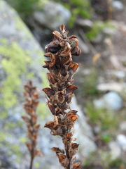 Pedicularis rostratospicata