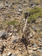 Desmidorchis penicillata